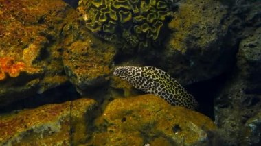 Akvaryumda deniz yılanbalıkları, akvaryum dekorasyonu. Akvaryumdaki Moray Yılanbalığı.