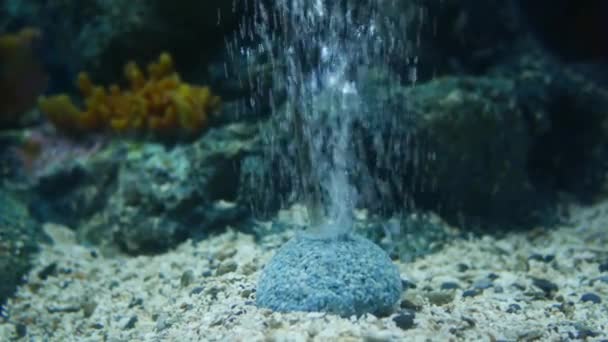 鱼缸和氧气机在鱼缸里 — 图库视频影像