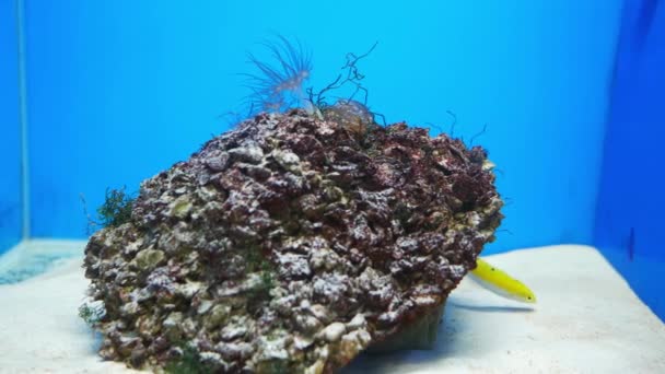 Bela Flor Mar Mundo Subaquático Com Corais Peixes — Vídeo de Stock