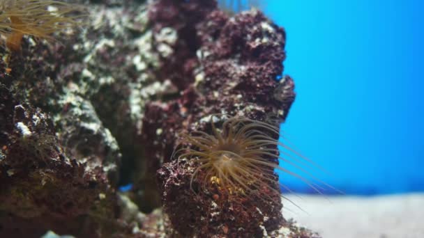 Belle Fleur Mer Dans Monde Sous Marin Avec Des Coraux — Video