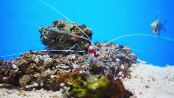 鱼缸中的海虾 水族馆中美丽的海虾装饰水生植物背景 — 图库视频影像