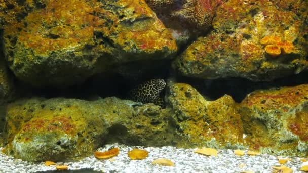 Anguille Marine Acquario Decorazione Dell Acquario Moray Anguilla Acquario — Video Stock