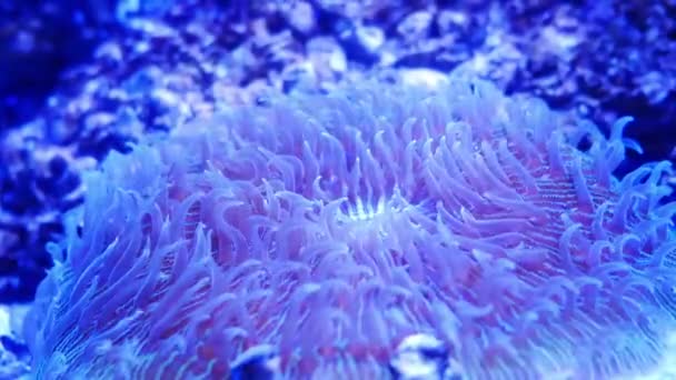 サンゴと魚の水中世界で美しい海花 — ストック動画