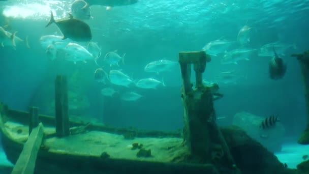 美丽的鱼在水族箱上装饰水生植物的背景 海底珊瑚中的鲜红条纹鱼 — 图库视频影像
