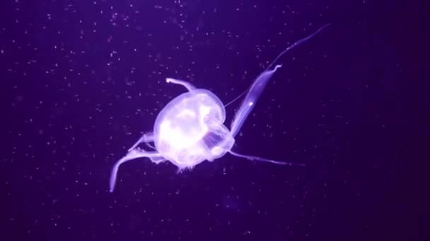 Close Jellyfish Medusa Tangki Ikan Dengan Lampu Neon Ubur Ubur — Stok Video