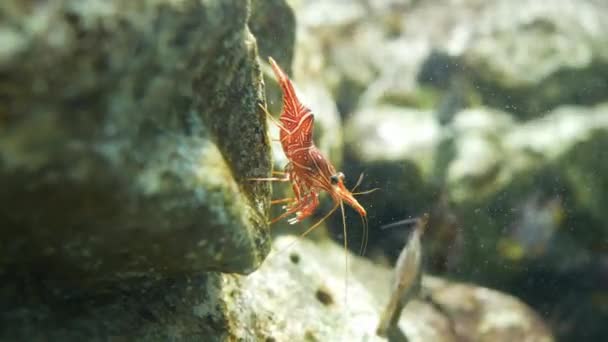 Bisagra Pico Camarones Hermoso Camarones Pequeños Pecera — Vídeo de stock