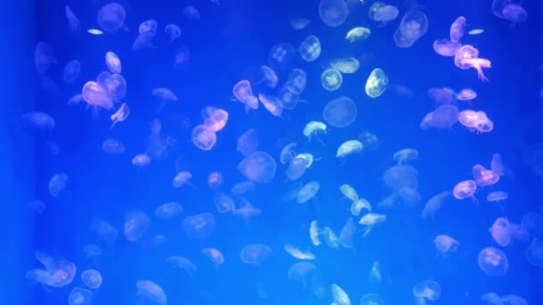 クローズ アップ ネオンの光で水槽にクラゲ 通常透明なゼリー状の鐘またはソーサー状体を持つ自由遊泳性の海洋腔腸動物は します — ストック動画