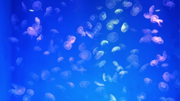 Jellyfish Primer Plano Medusa Pecera Con Luz Neón Las Medusas — Vídeos de Stock