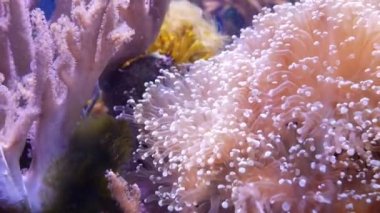 Balık ve mercan ile sualtı dünyasında güzel deniz çiçek.