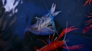 Kerevit ıstakoz pençesi yakın çekim