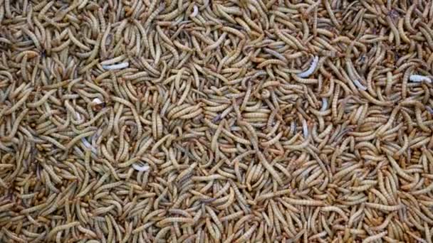 Top View Fodder Insects Exotic Animals Scatter Mealworm Larvae Used — Stock Video
