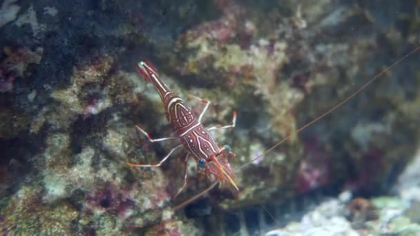 Hinge Beak Shrimp Beautiful Small Shrimp Fish Tank — Stock Video