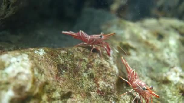 Bisagra Pico Camarones Hermoso Camarones Pequeños Pecera — Vídeos de Stock