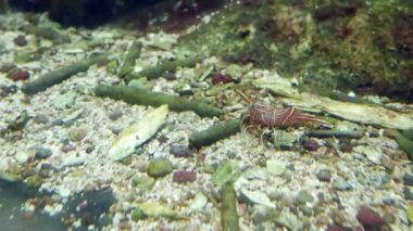 Hinge- gaga karidesi, akvaryumdaki çok güzel küçük karidesler..