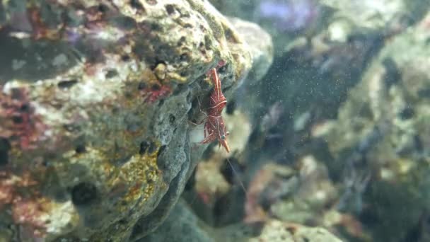 Bisagra Pico Camarones Hermoso Camarones Pequeños Pecera — Vídeo de stock