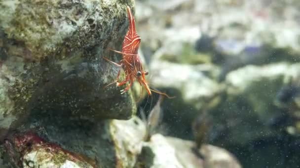 Charnière Crevettes Bec Est Belle Petite Crevette Dans Aquarium — Video