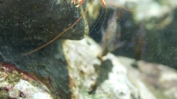 Pant Zobák Krevety Krásná Malá Kreveta Akváriu — Stock video
