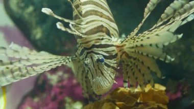 Güzel balık içinde belgili tanımlık akvaryum dekorasyon su üzerinde arka plan bitki. Mercan sualtı deniz parlak kırmızı çizgili balık.