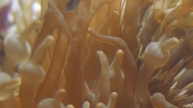 Balık ve mercan ile sualtı dünyasında güzel deniz çiçek.