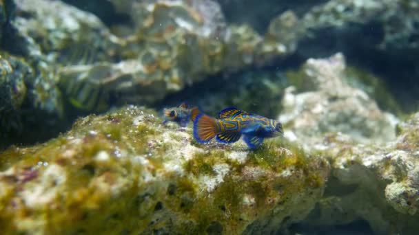 Mooie Vissen Het Aquarium Aan Decoratie Van Aquatische Planten Achtergrond — Stockvideo