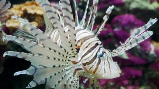 Vacker Fisk Akvariet Dekoration Vattenlevande Växter Bakgrund Ljust Röd Randig — Stockvideo
