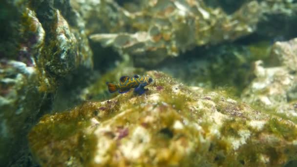 水生の装飾に水族館の美しい魚の植物の背景 サンゴの水中海の明るい赤のストライプの魚 — ストック動画