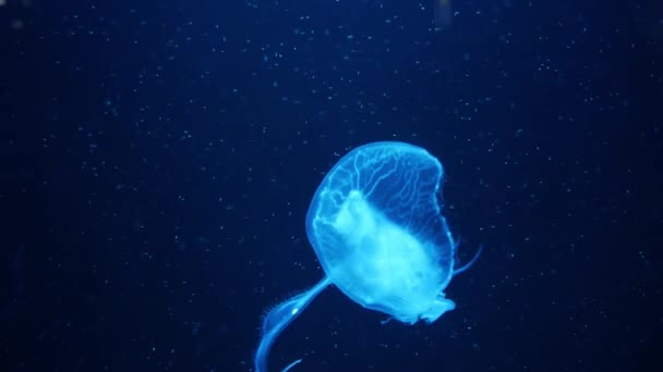 Jellyfish Primer Plano Medusa Pecera Con Luz Neón Las Medusas — Vídeo de stock