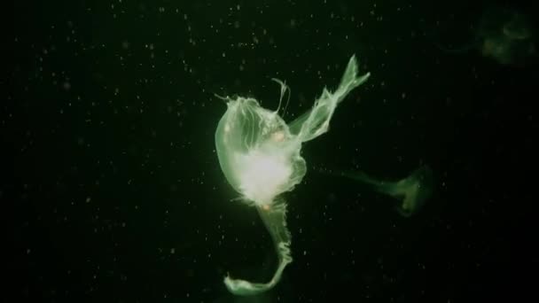 Close Kwallen Medusa Aquarium Met Neon Licht Kwallen Vrijzwemmende Mariene — Stockvideo