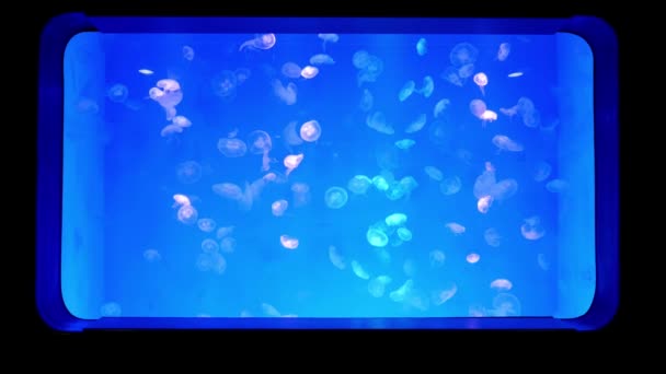 特写水母 水母在鱼缸与霓虹灯 水母是自由游泳的海洋腔肠动物与湿乎乎钟或飞碟形状的身体 通常是透明的 — 图库视频影像