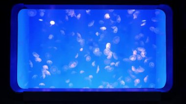 Yakın çekim denizanası, Medusa fish tank neon ışık ile. Denizanası genellikle saydamdır jellylike bell - veya daire biçimli bir vücut ile free-swimming deniz coelenterate olduğunu.