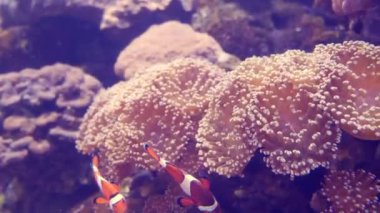 Balık ve mercan ile sualtı dünyasında güzel deniz çiçek.