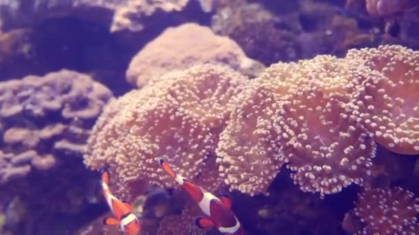 Gyönyörű Tengeri Halak Korallok Víz Alatti Világ Virág — Stock videók