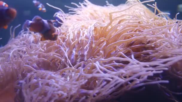 Bellissimo Fiore Mare Nel Mondo Sottomarino Con Coralli Pesci — Video Stock