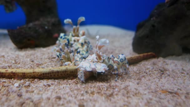 Hymenocera Picta Uma Espécie Camarão Gênero Hymenocera Pertencente Família Asteraceae — Vídeo de Stock