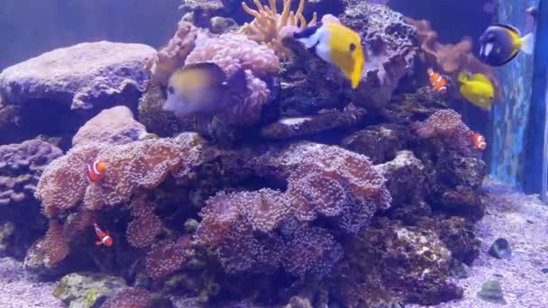 Schöne Meeresblume Unterwasserwelt Mit Korallen Und Fischen — Stockvideo