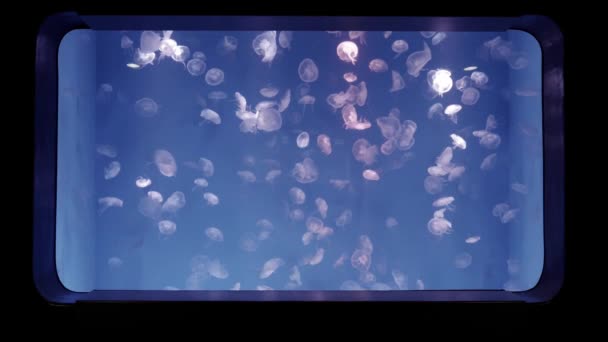 Jellyfish Primer Plano Medusa Pecera Con Luz Neón Las Medusas — Vídeo de stock