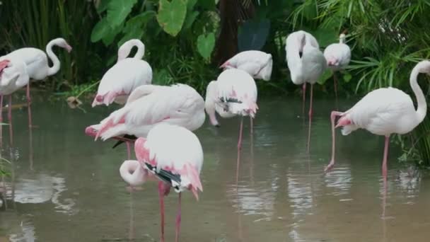 Plumes de nettoyage de flamant rose et blanc dans le jardin et la nature .