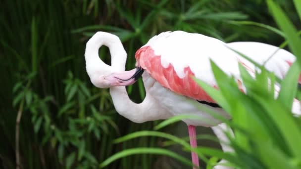 Roze Oranje Flamingo Schoonmaken Van Veren Tuin Natuur Achtergrond — Stockvideo