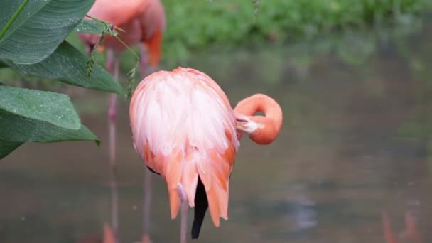 Turuncu Flamingo Bahçe Doğa Arka Planda Tüy Temizleme — Stok video