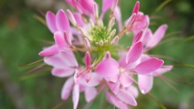 doğa zemin üzerine pembe çiçekler.