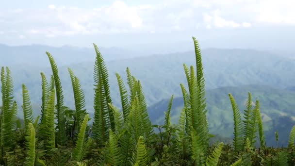 Een Prachtige Natuurlijke Schoonheid Berg Provincie Nan Thailand — Stockvideo
