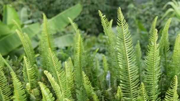 Feuille Fougères Dans Les Montagnes Nord Thaïlande — Video