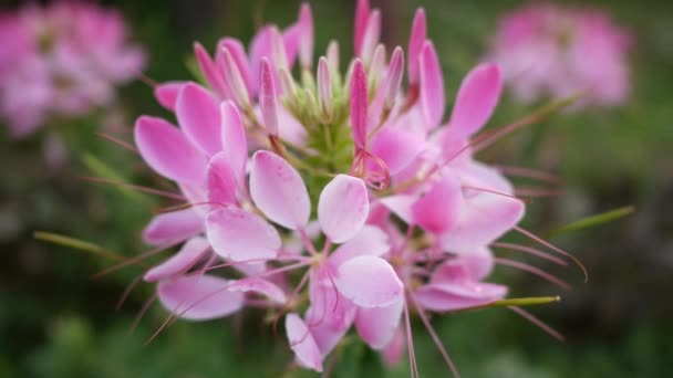 Rosa Blommor Natur Bakgrund — Stockvideo