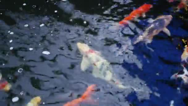 Koi Fische Schwimmen Teichen — Stockvideo