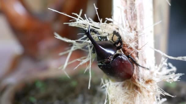 Les Scarabées Mangent Canne Sucre — Video