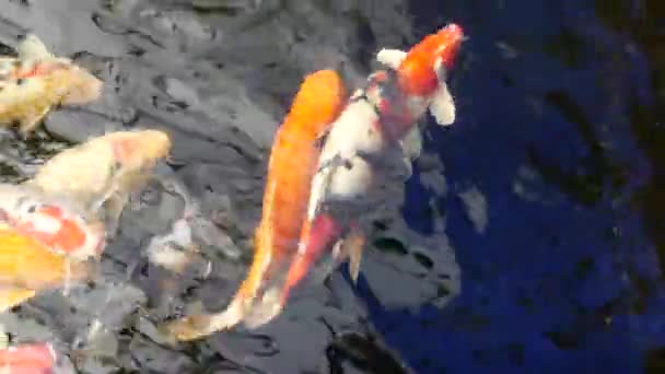 Koi Fisk Simma Dammar — Stockvideo