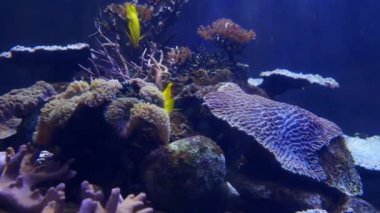 Güzel balık içinde belgili tanımlık akvaryum dekorasyon su üzerinde arka plan bitki. Renkli balık balık tank.