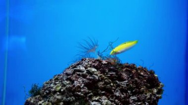 Balık ve mercan ile sualtı dünyasında güzel deniz çiçek.