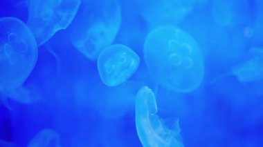 Yakın çekim denizanası, Medusa fish tank neon ışık ile. Denizanası genellikle saydamdır jellylike bell - veya daire biçimli bir vücut ile free-swimming deniz coelenterate olduğunu.