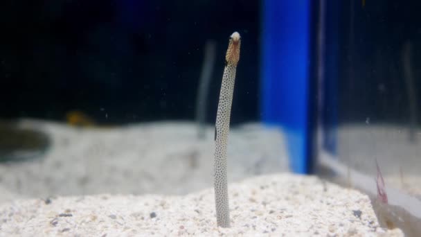 Spotted Garden Eel Heteroconger Hassi Omhoog Omlaag Gaan Aquarium — Stockvideo